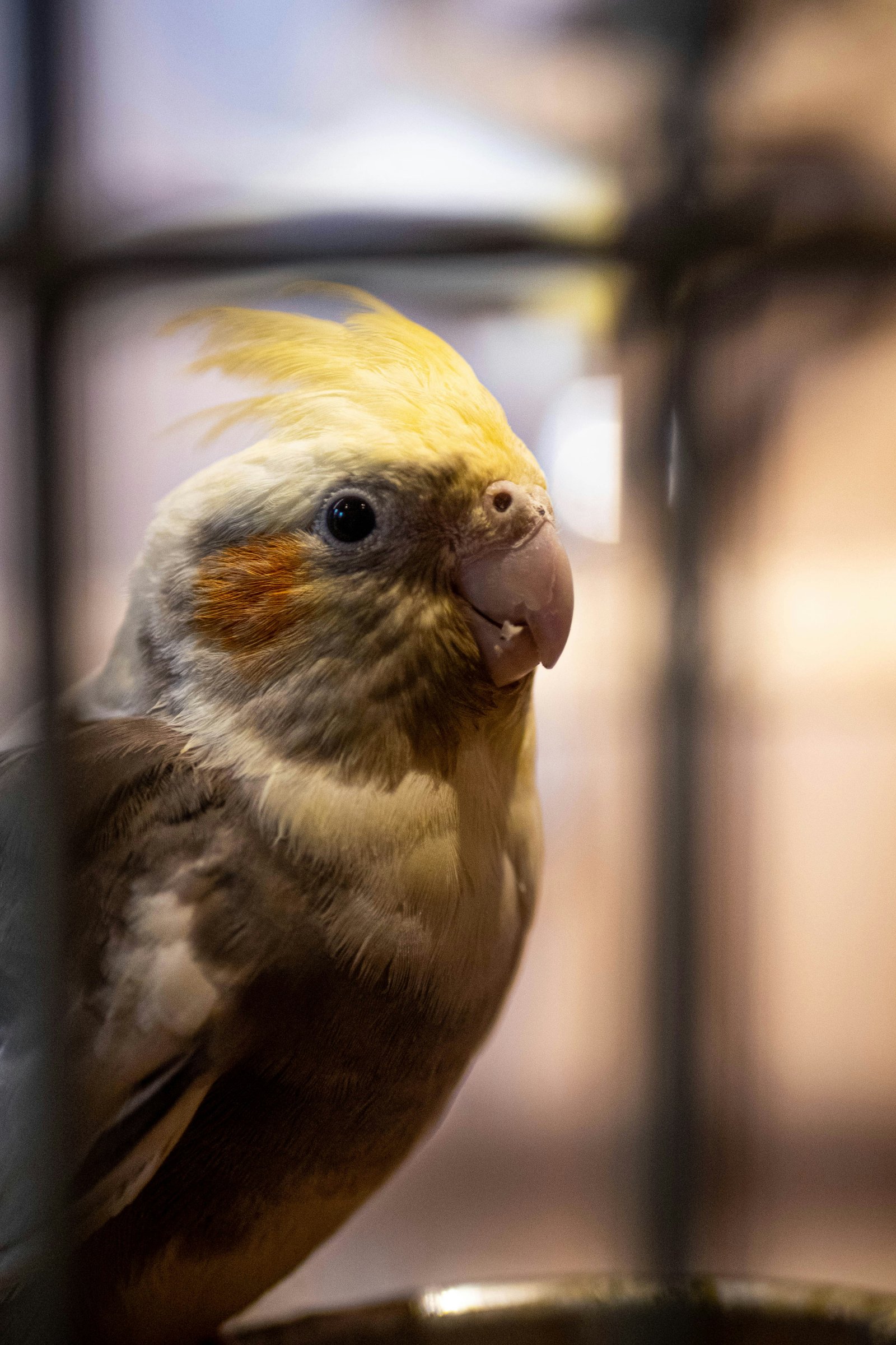 Pet Shop grooming