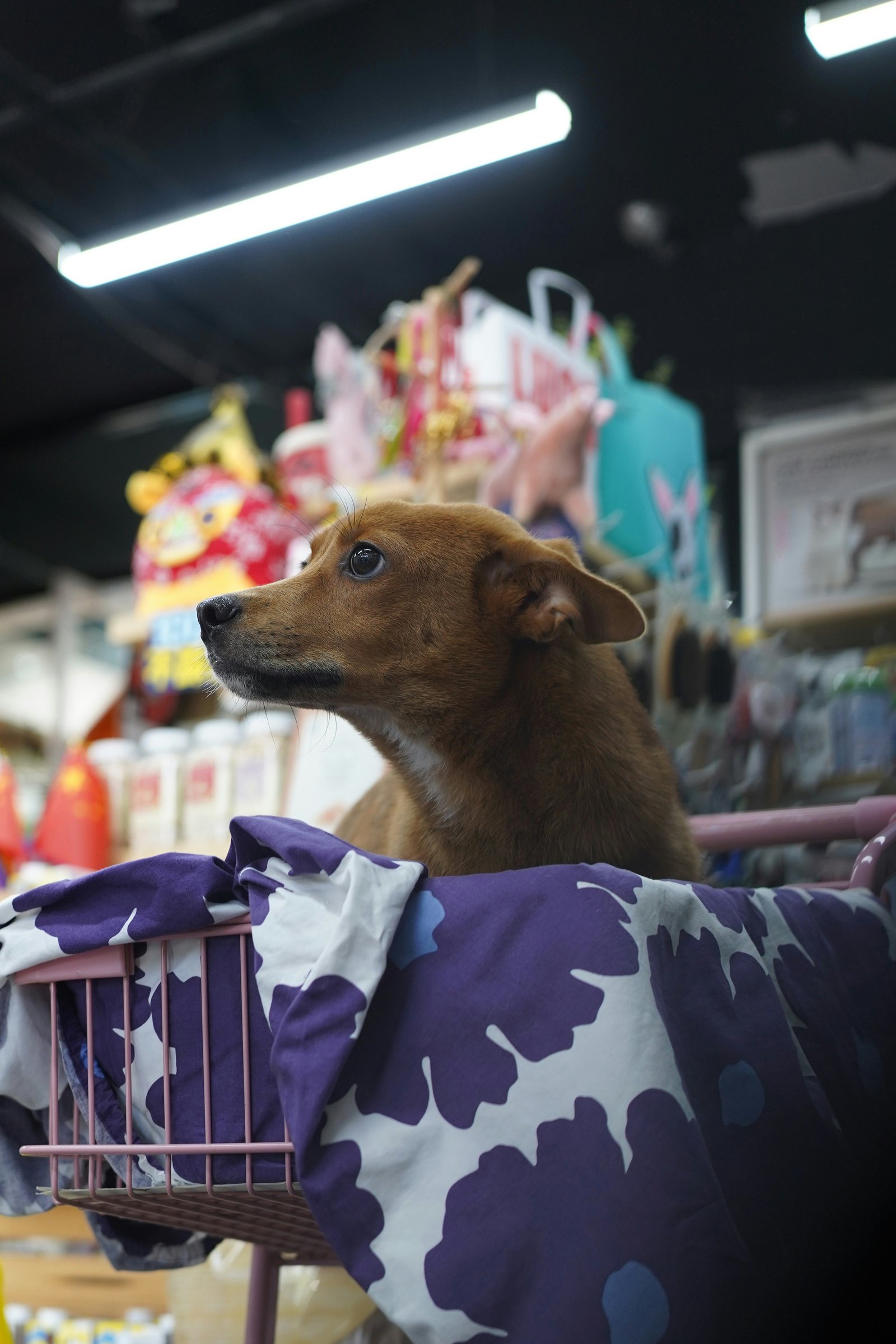 Pet Shop grooming