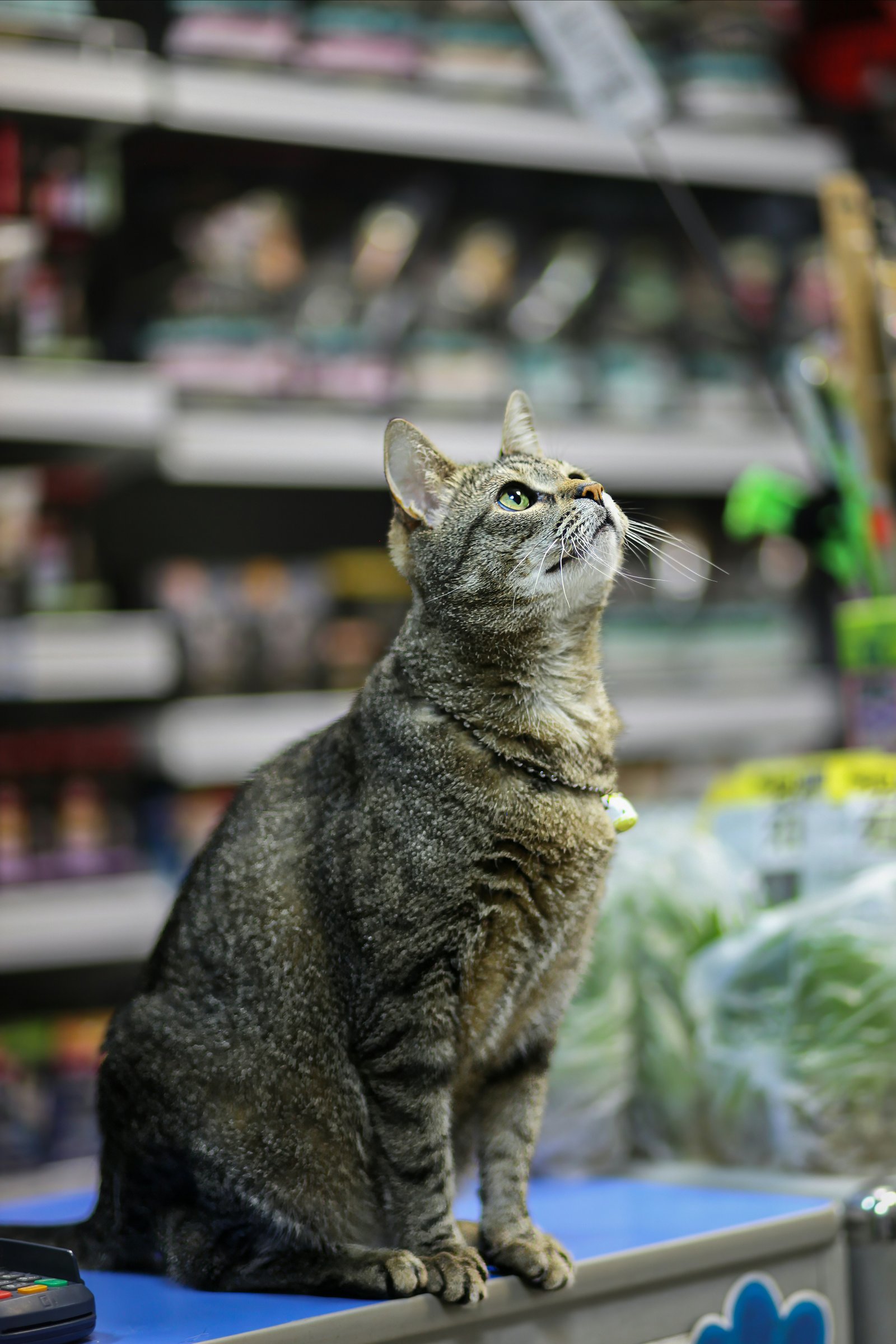 Pet Shop grooming